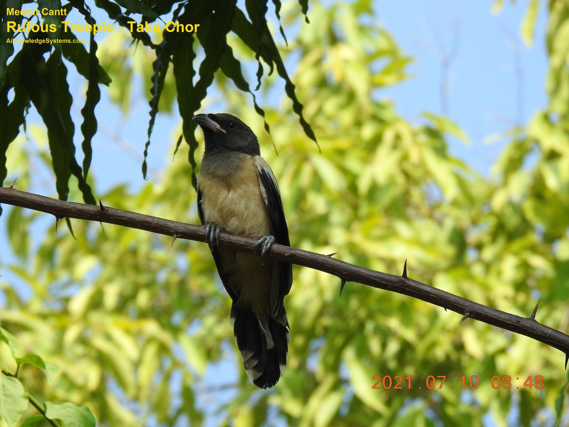 Rufous Treepie (78) Coming Soon